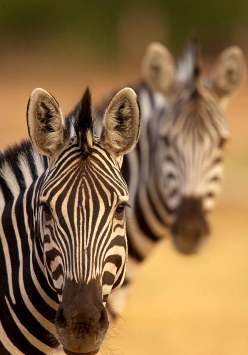 zebre