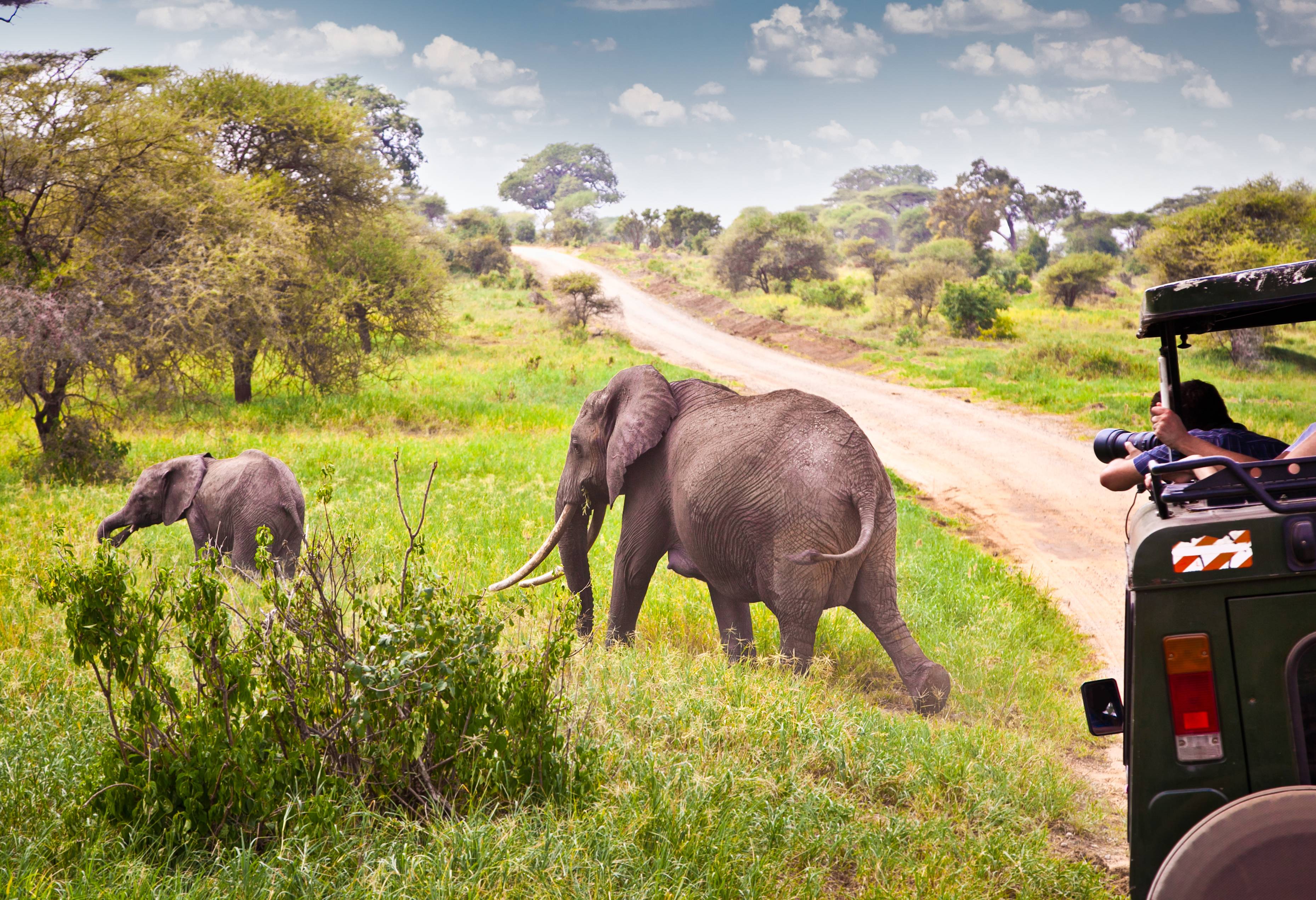 safari in kenya