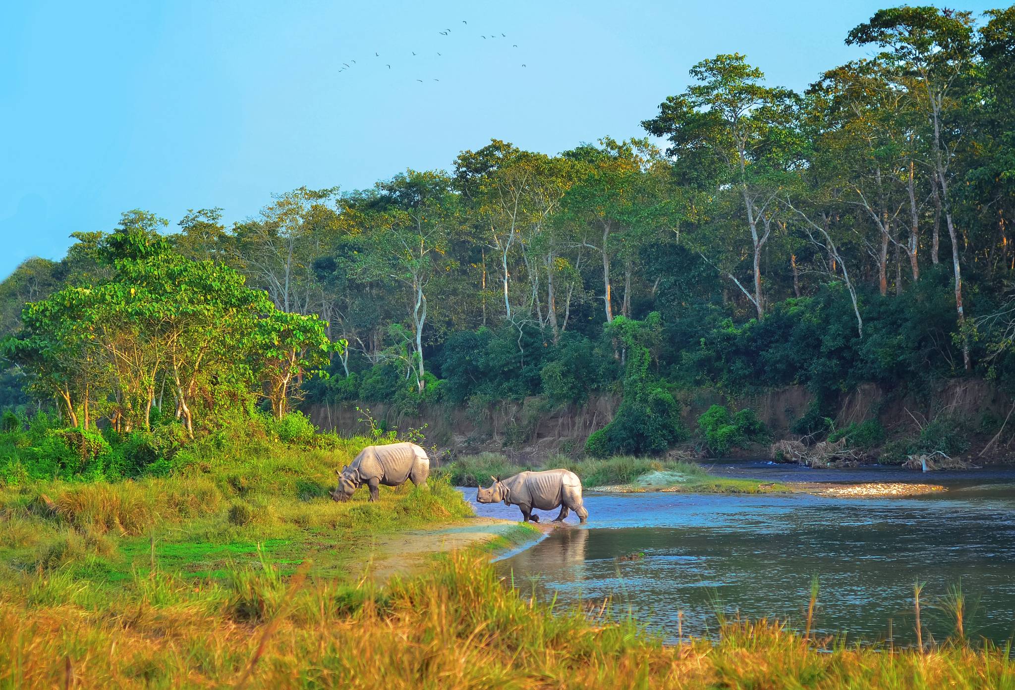 foresta dello chitwan