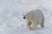 orso polare finlandia