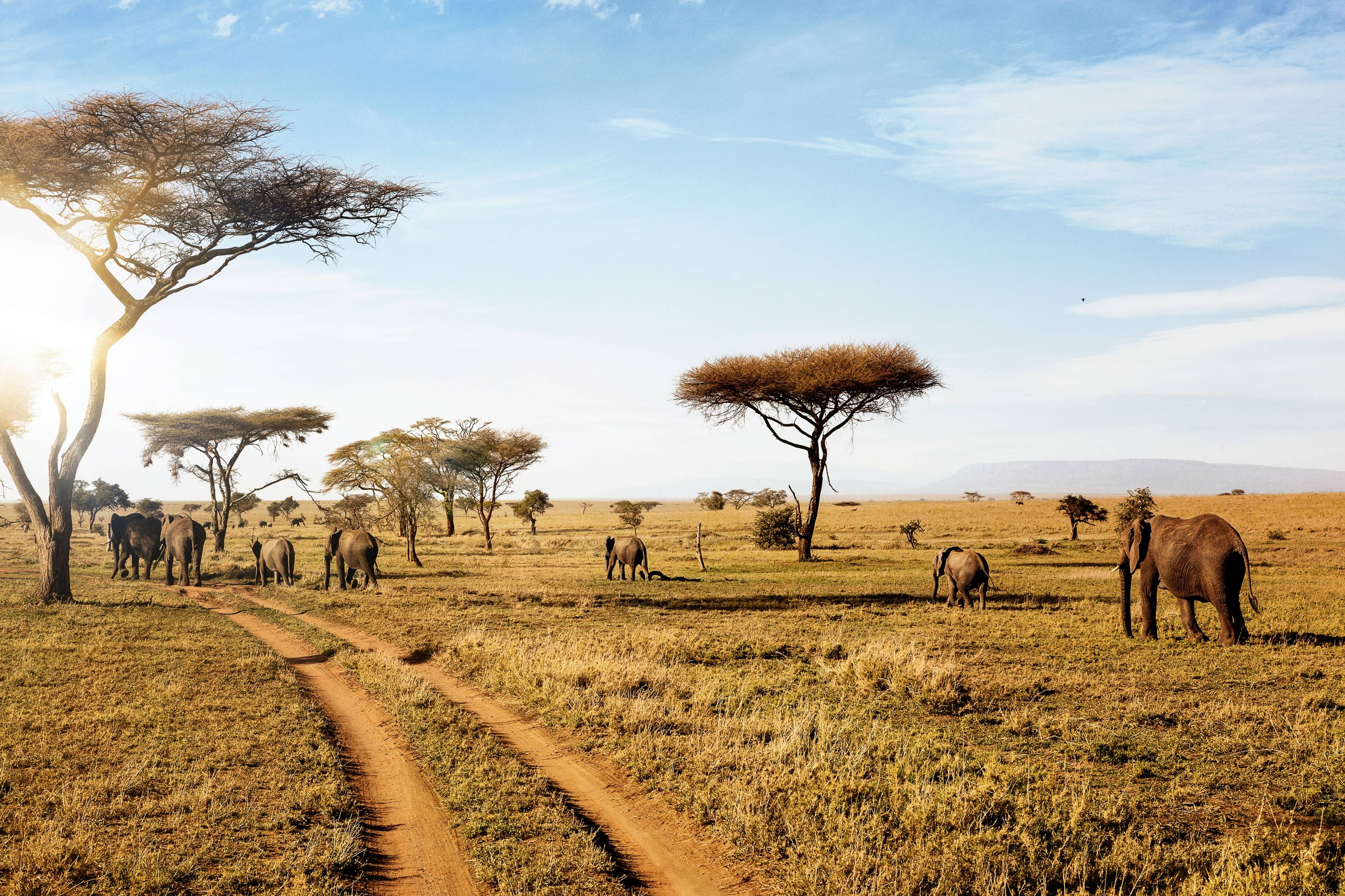 savana con animali nel serengeti