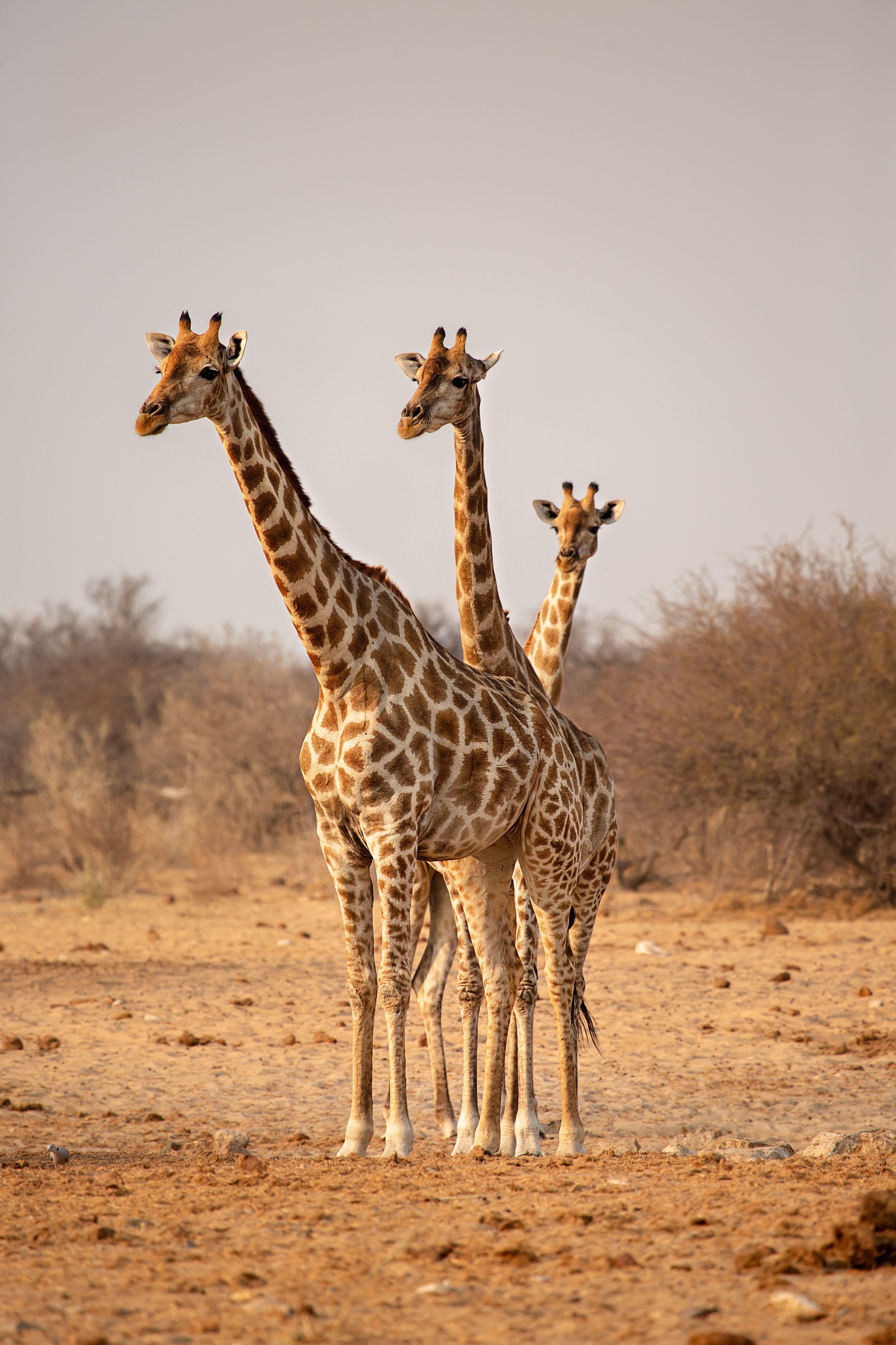 etosha national park