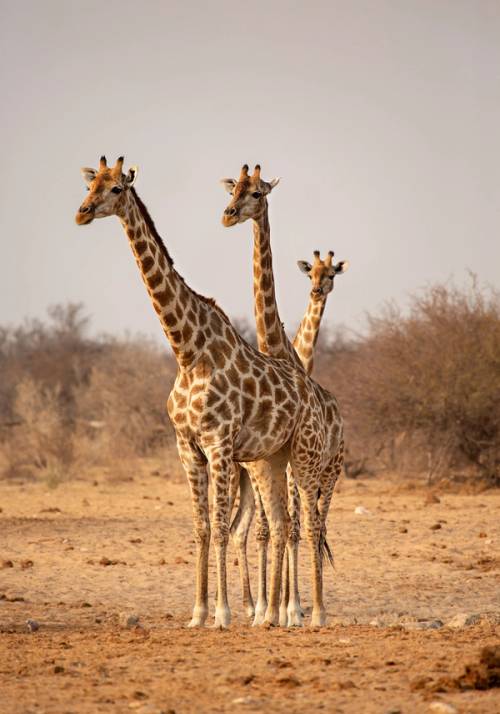 etosha national park