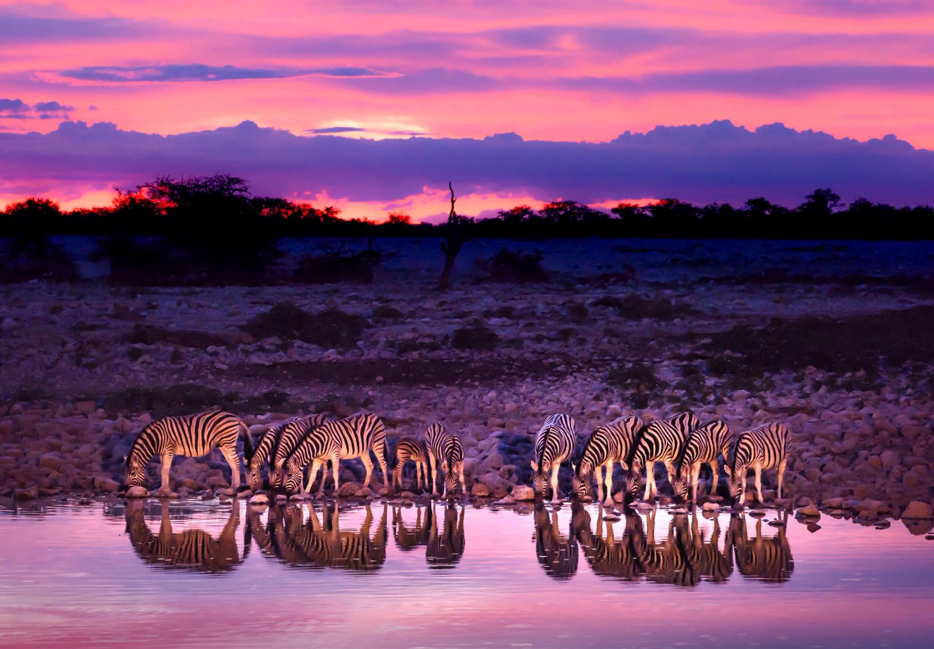 zebre che bevono