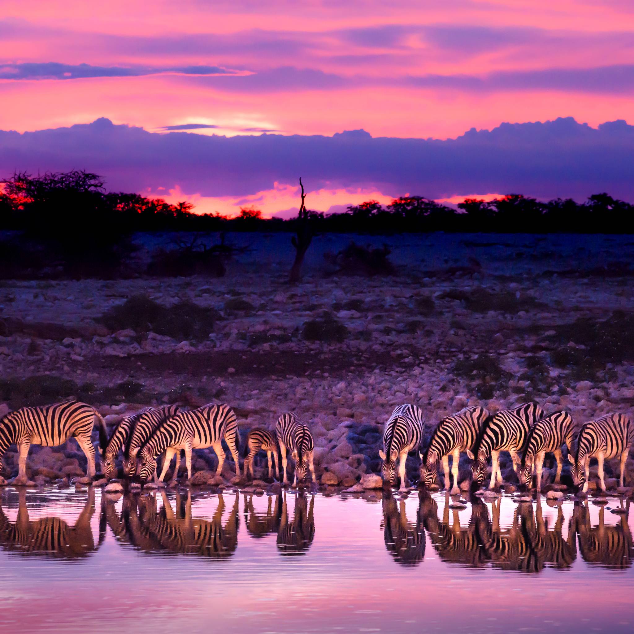 etosha national park