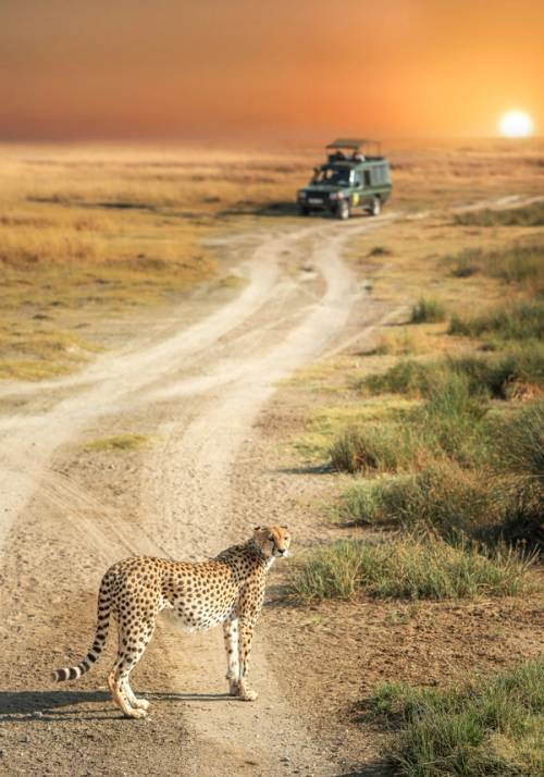 safari in jeep nel parco serengeti al tramonto