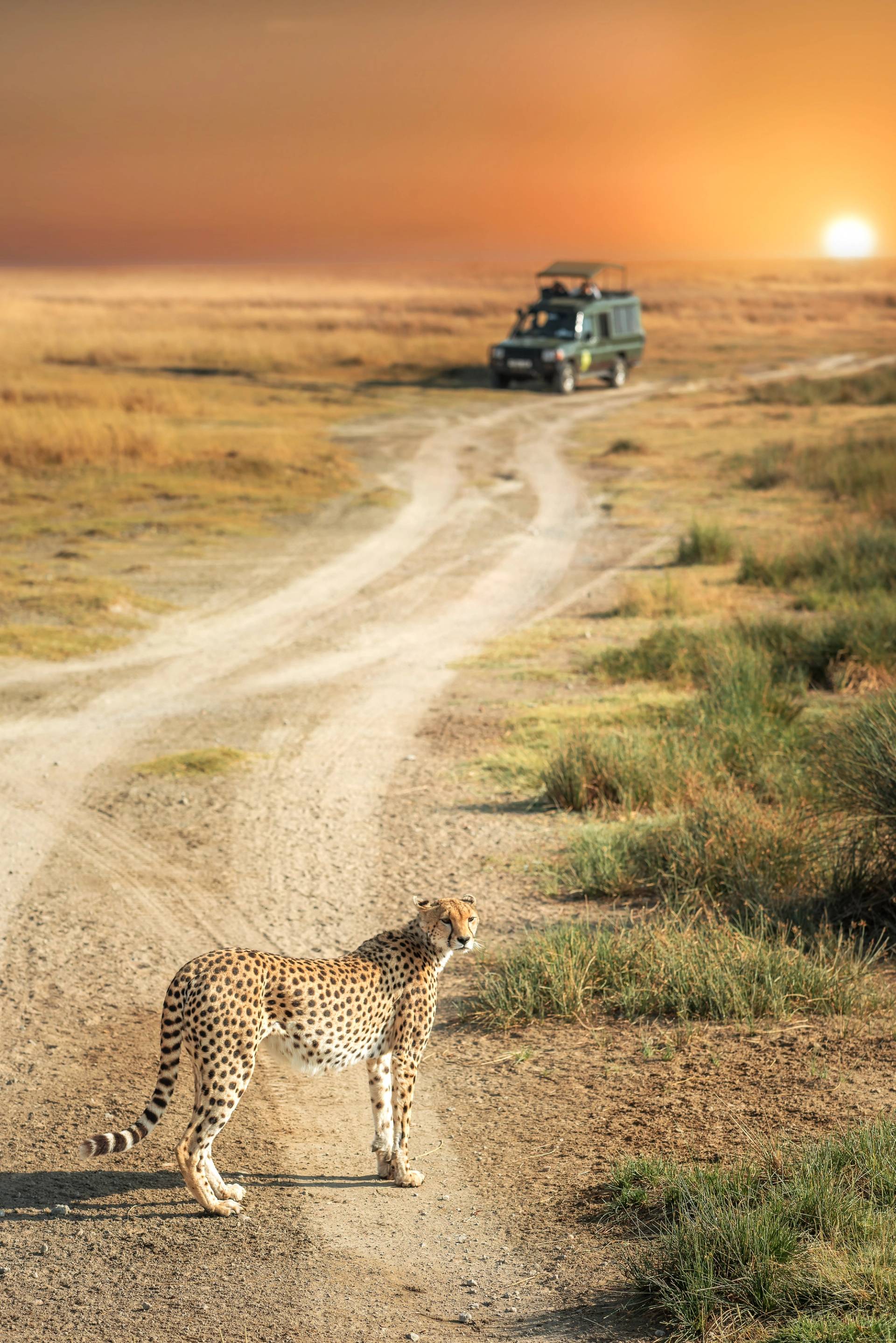 parco serengeti 