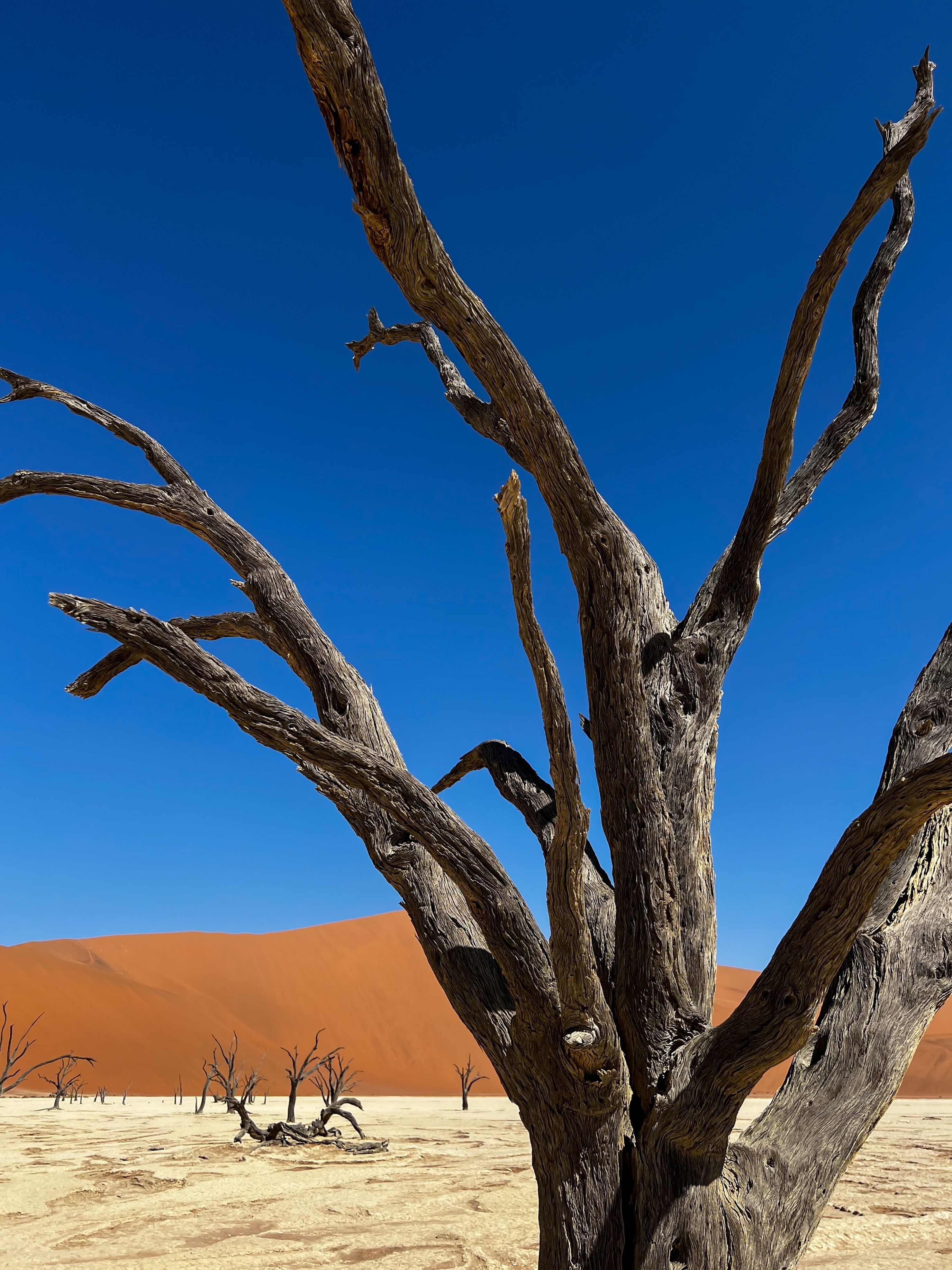 arbusti e rami nel deserto