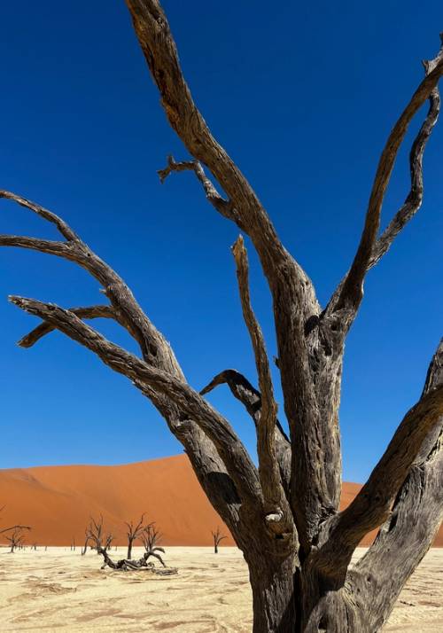 arbusti e rami nel deserto