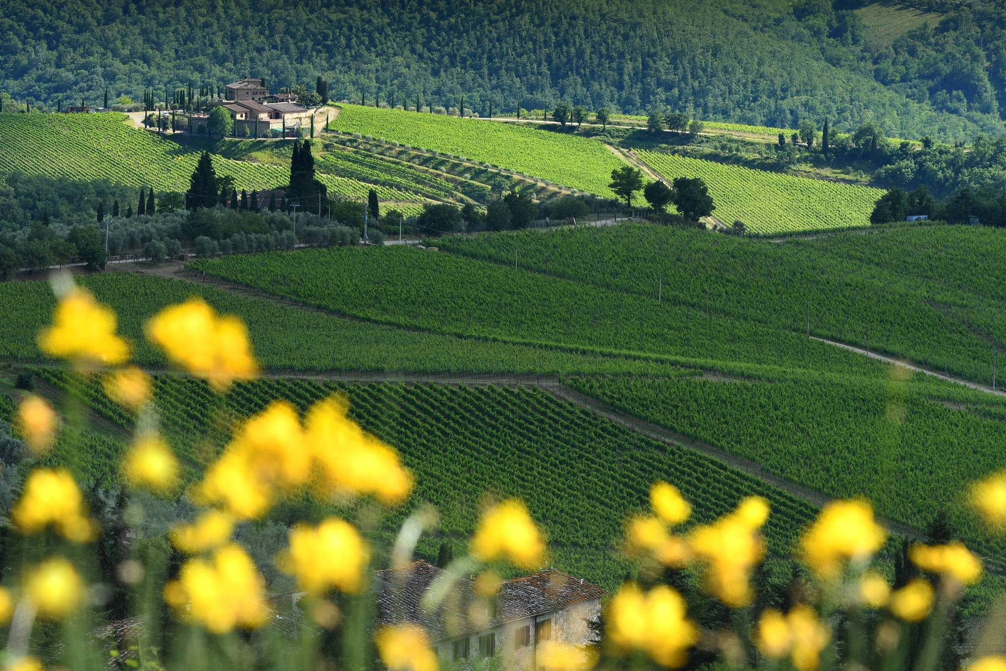 colline verdi