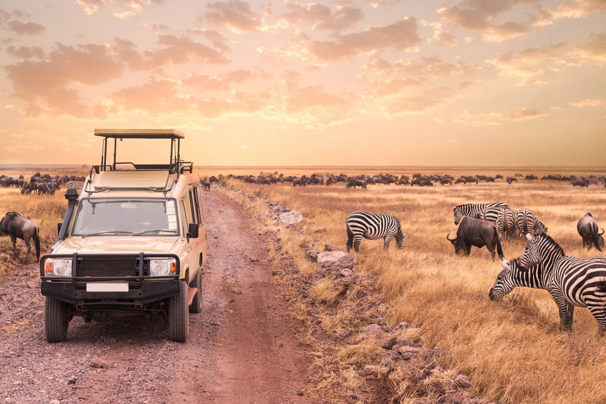 safari al tramonto in mezzo alle zebre