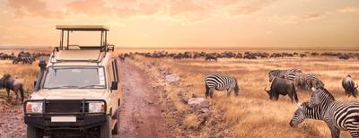 safari al tramonto in mezzo alle zebre