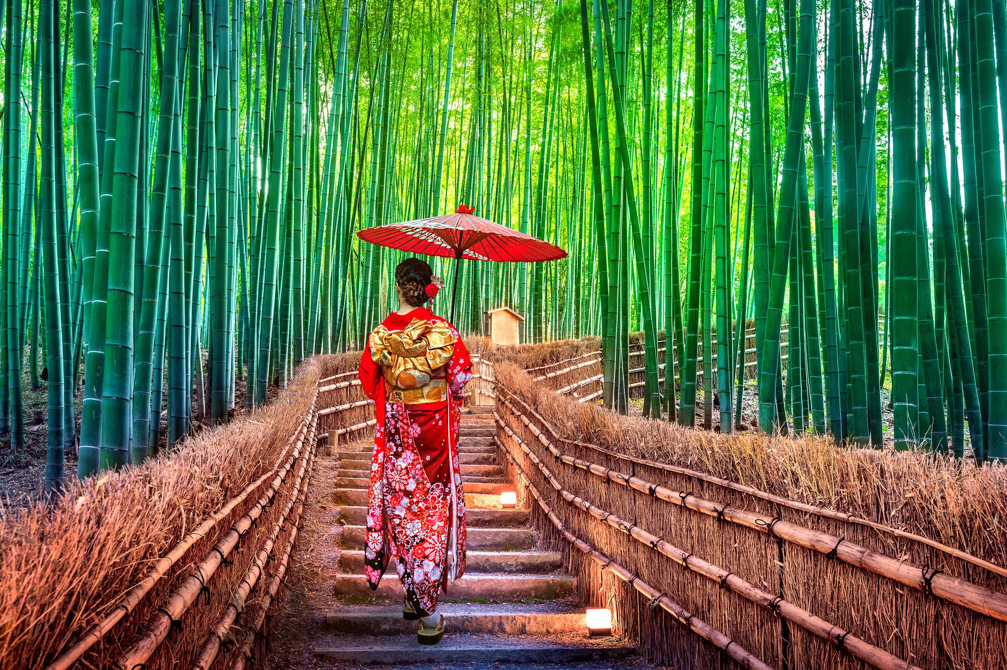 geisha trai  bambu a kyoto