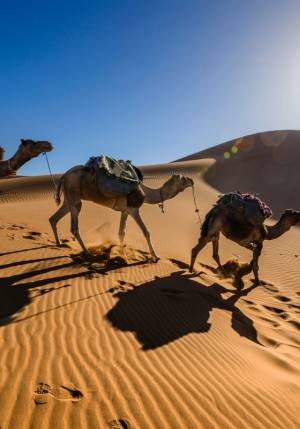 tour sui cammelli nel deserto al tramonto