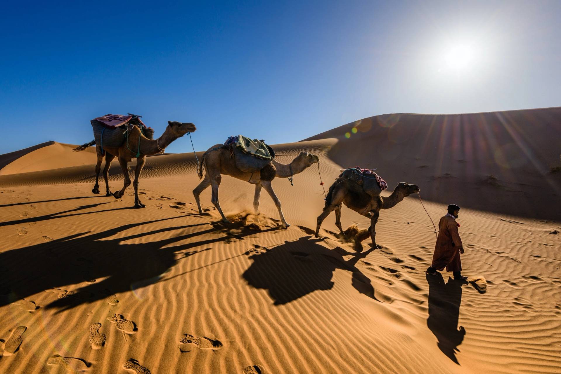 tour sui cammelli nel deserto al tramonto