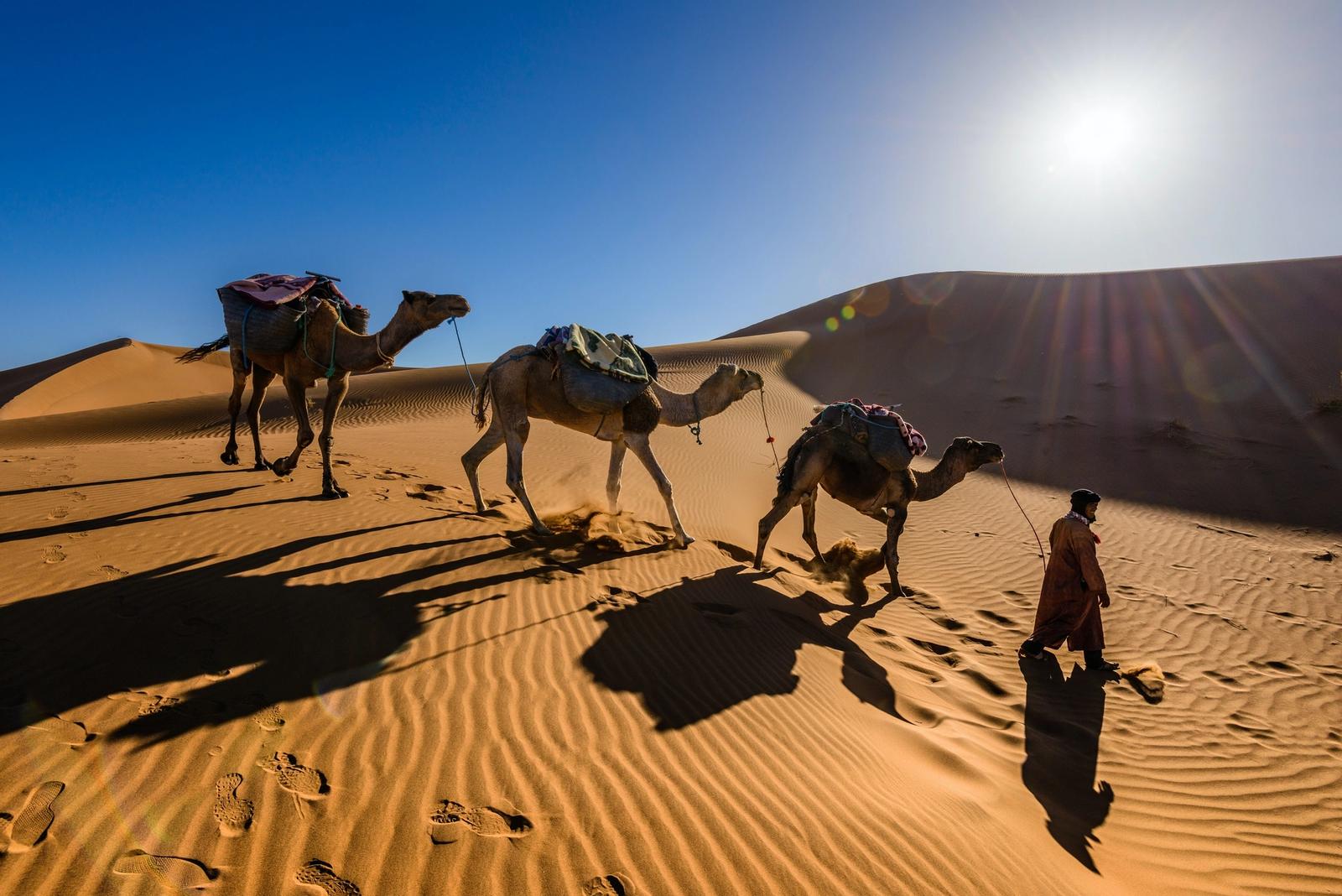 tour sui cammelli nel deserto al tramonto