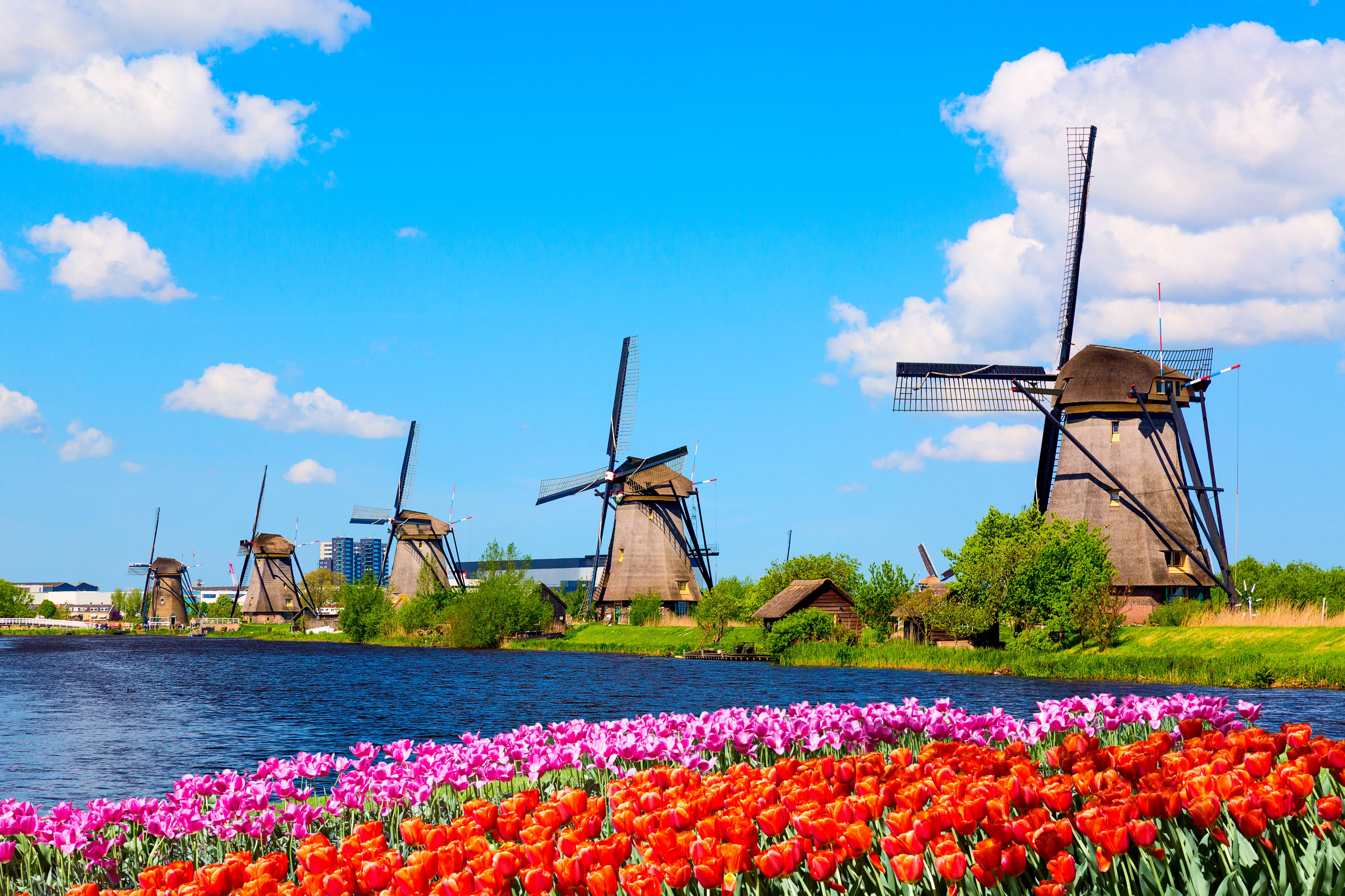 mulini a vento e campo di tulipani in olanda