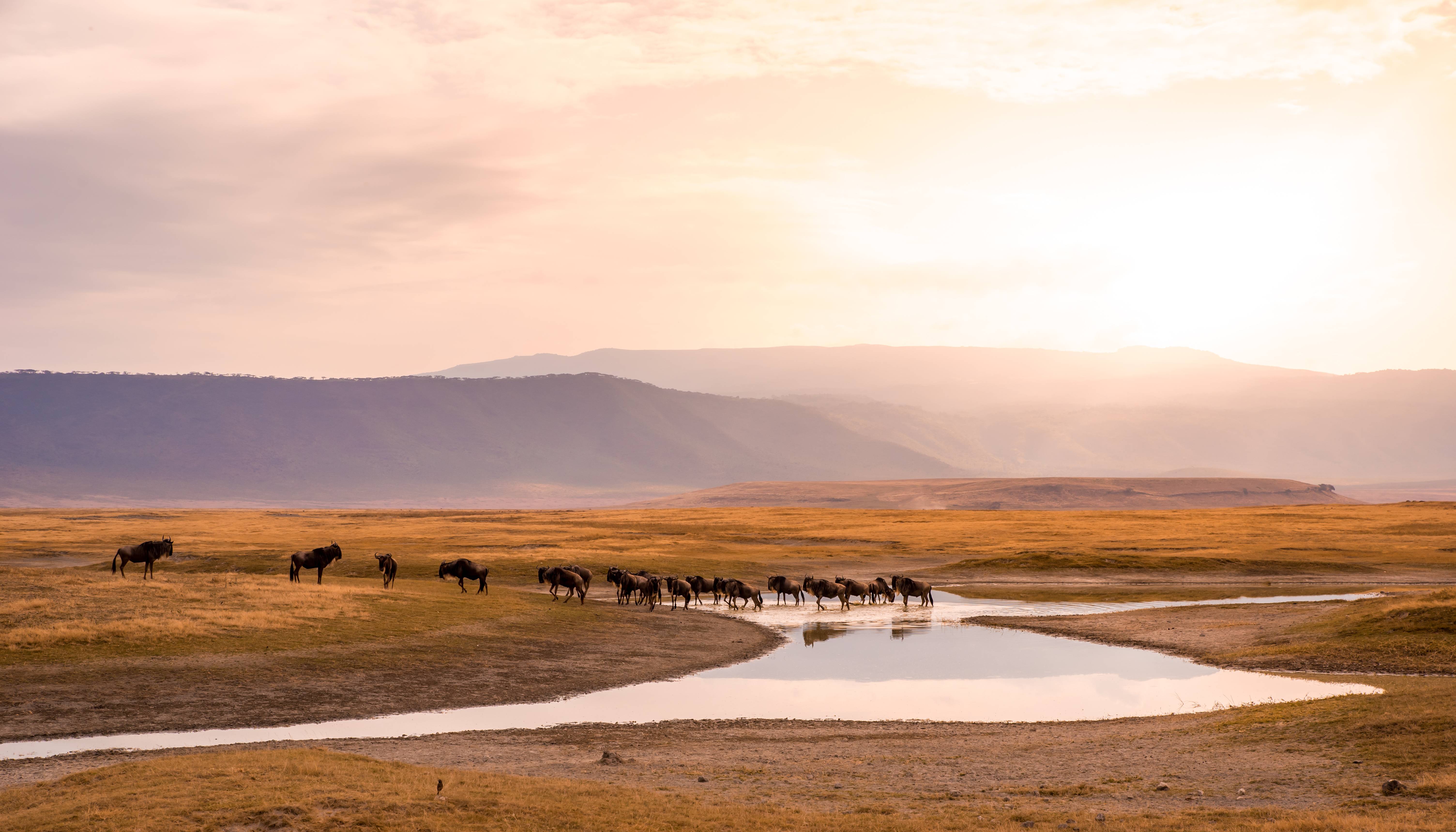 ngorongoro