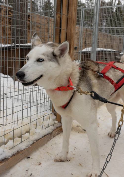 fattoria degli husky