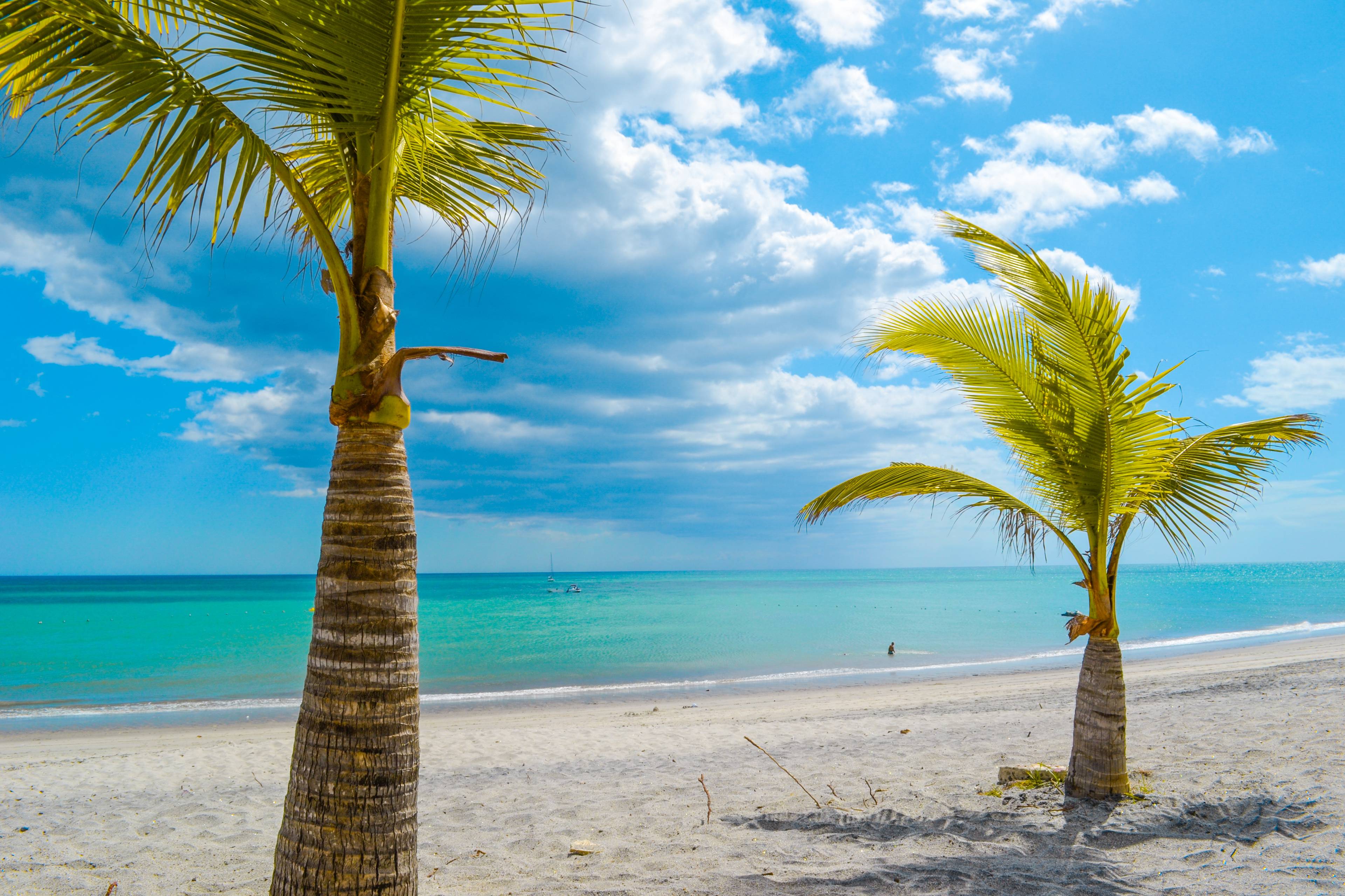 palme su spiaggia di sabbia bianca