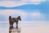 zebre lungo ad un lago