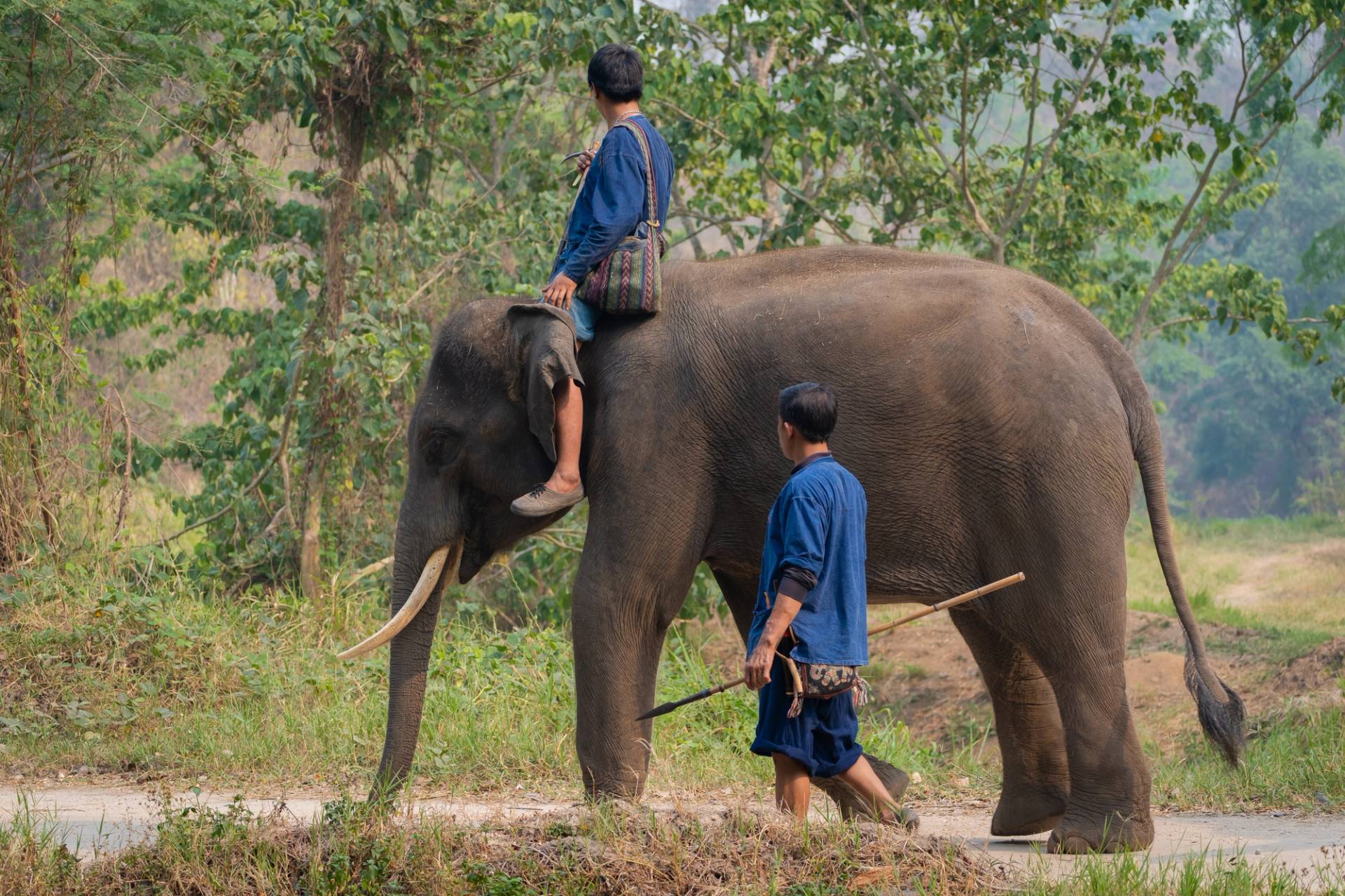 elefante