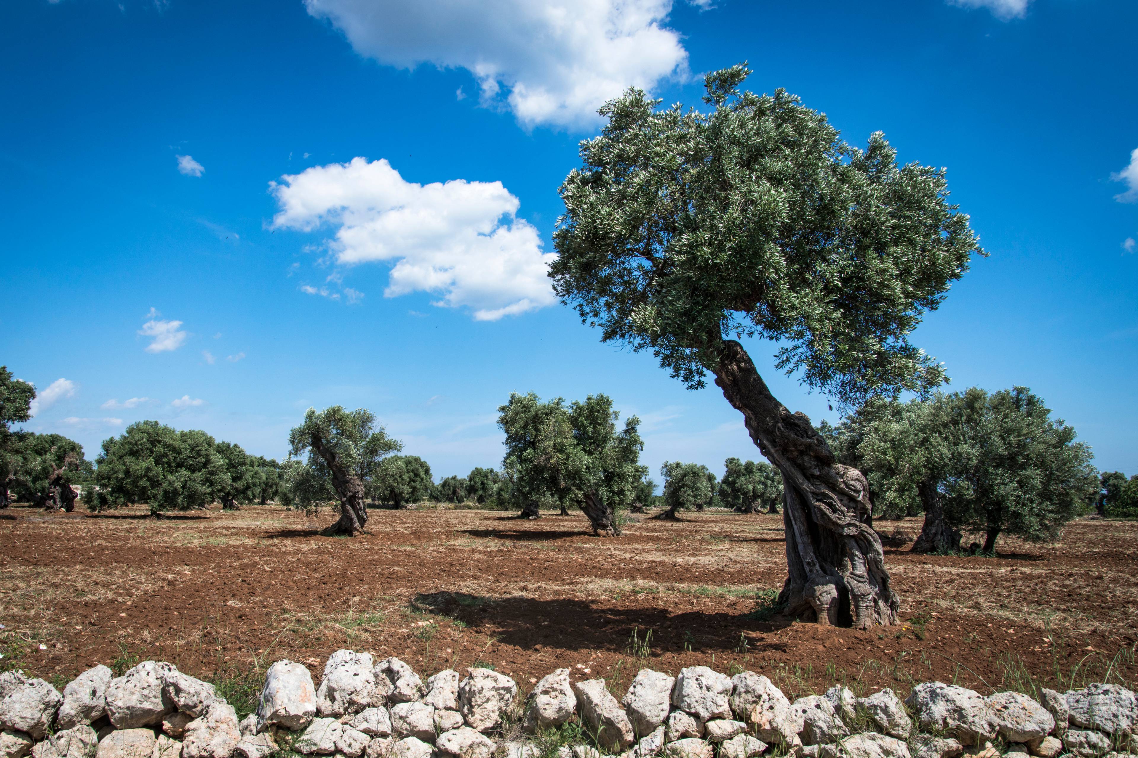 ulivo in puglia