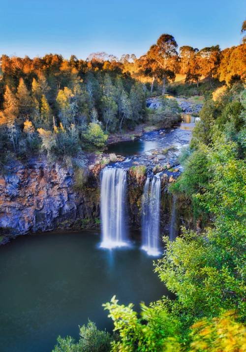dorrigo national park
