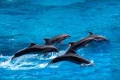 delfini in grecia