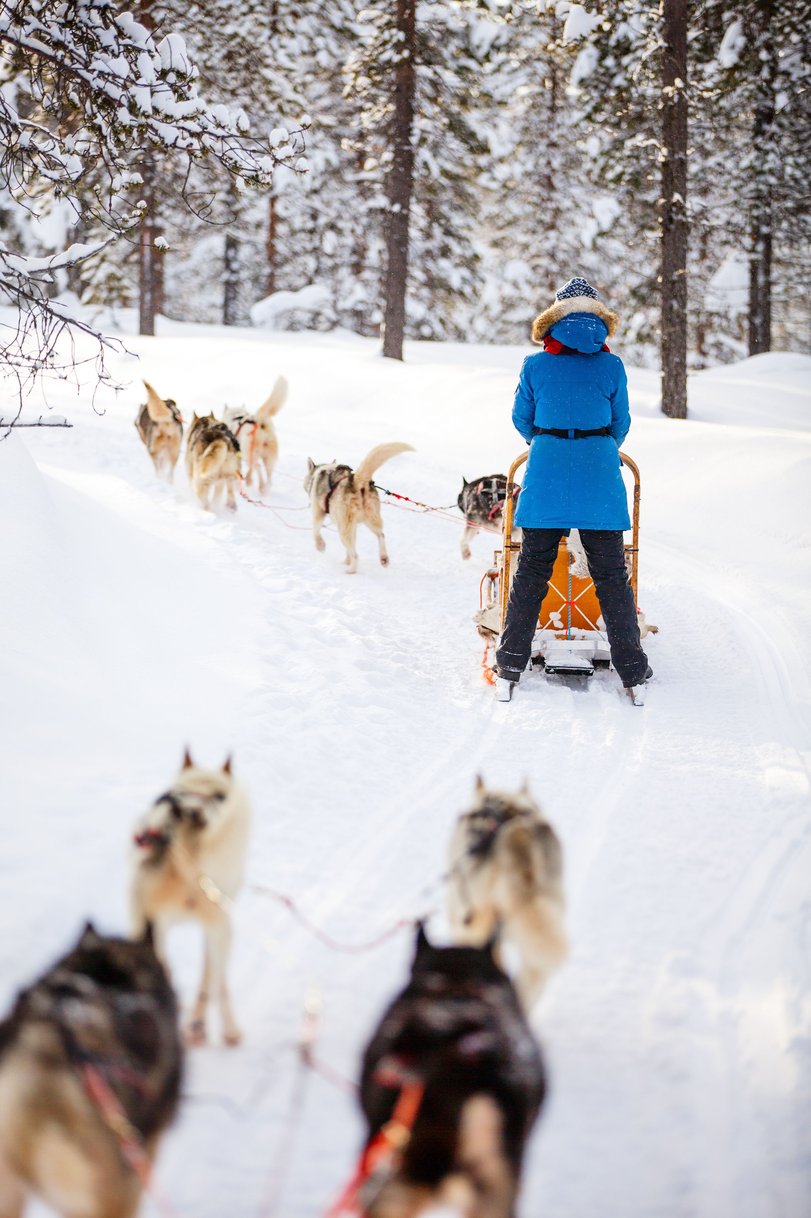 slitta trainata da cani husky sulla neve