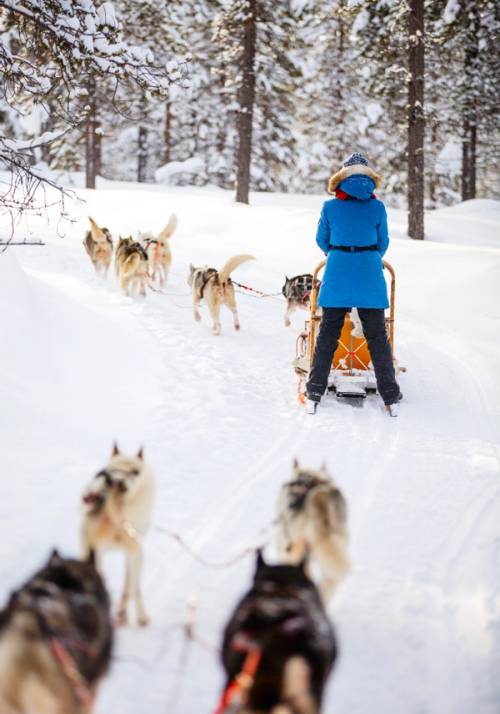slitta trainata da cani husky sulla neve