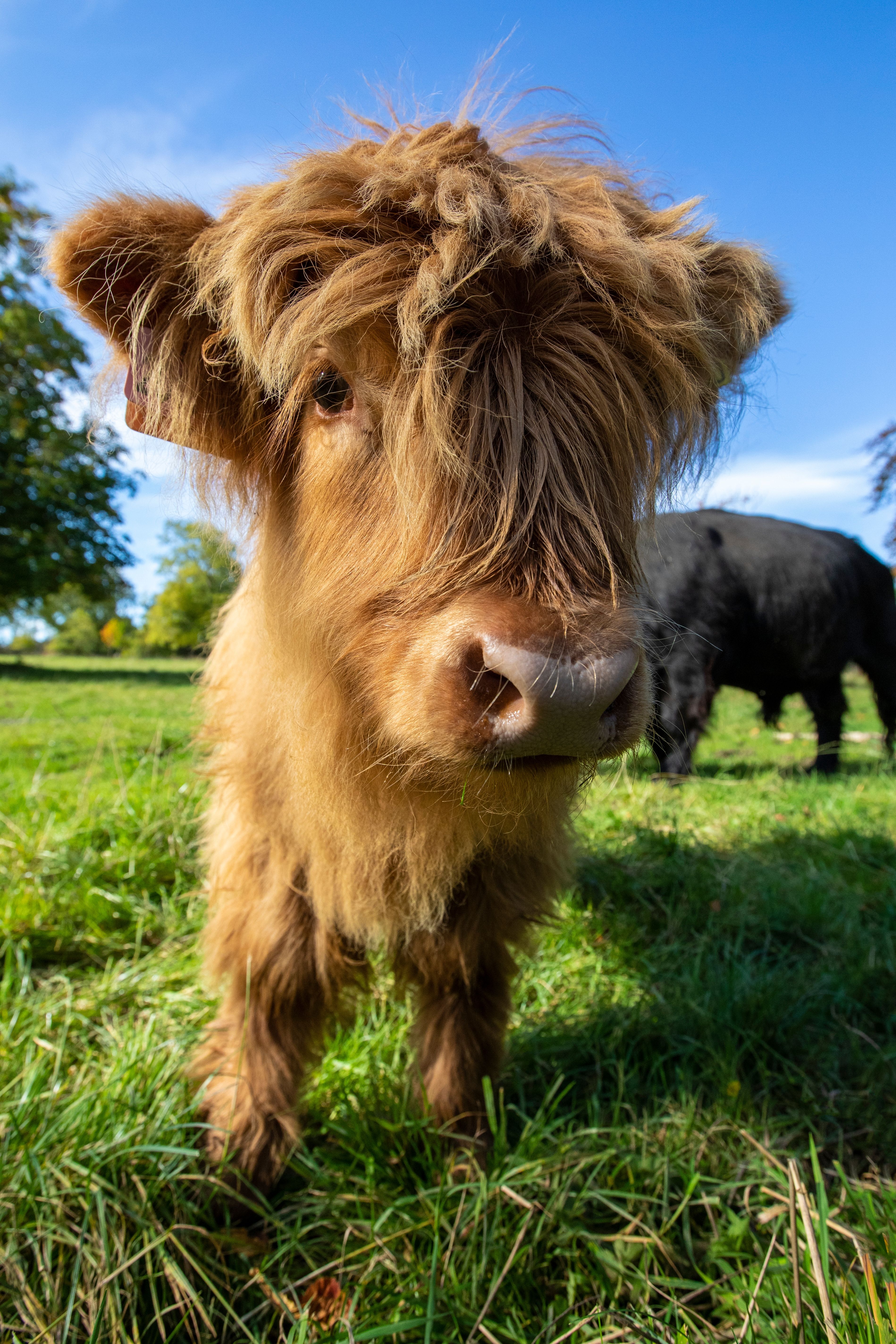 mucca scozzese highlands