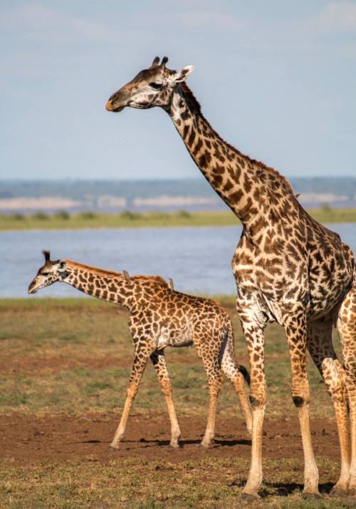 giraffe al lago manyara