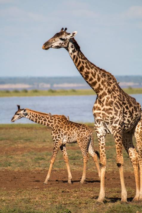 giraffe al lago manyara