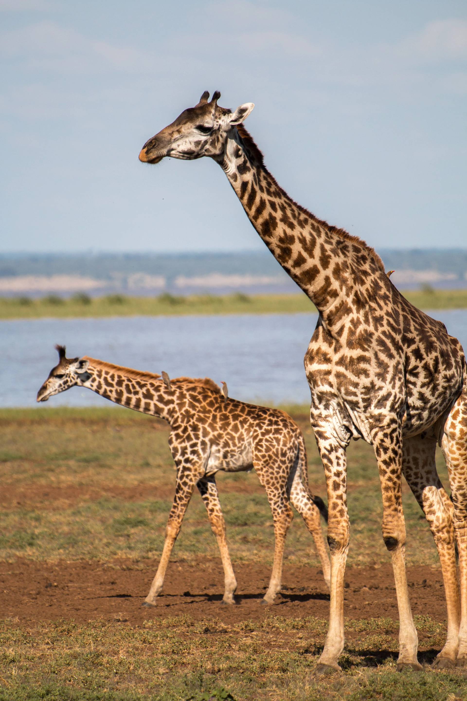 giraffe a karatu
