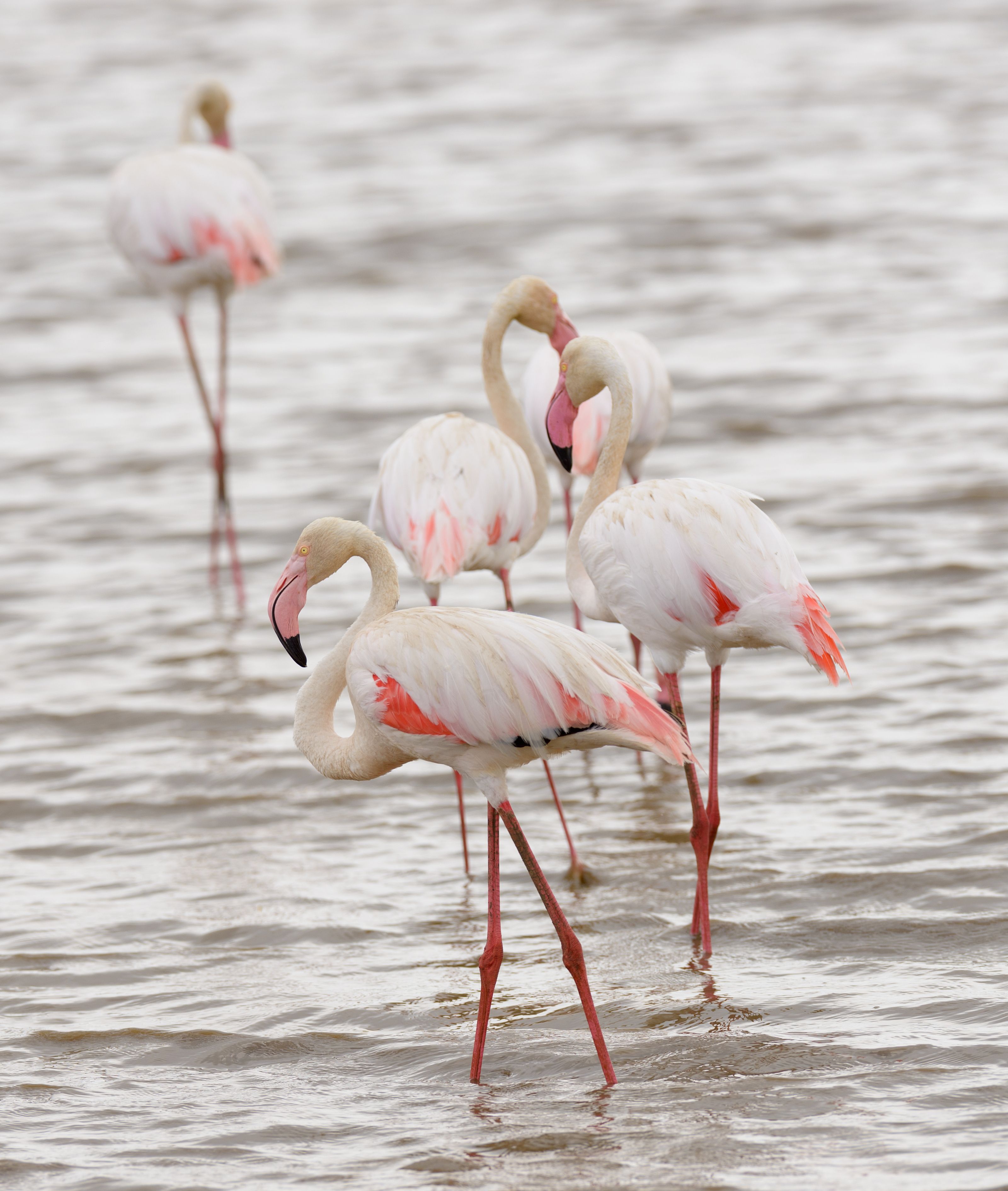 fenicotteri rosa al lake manyara national park