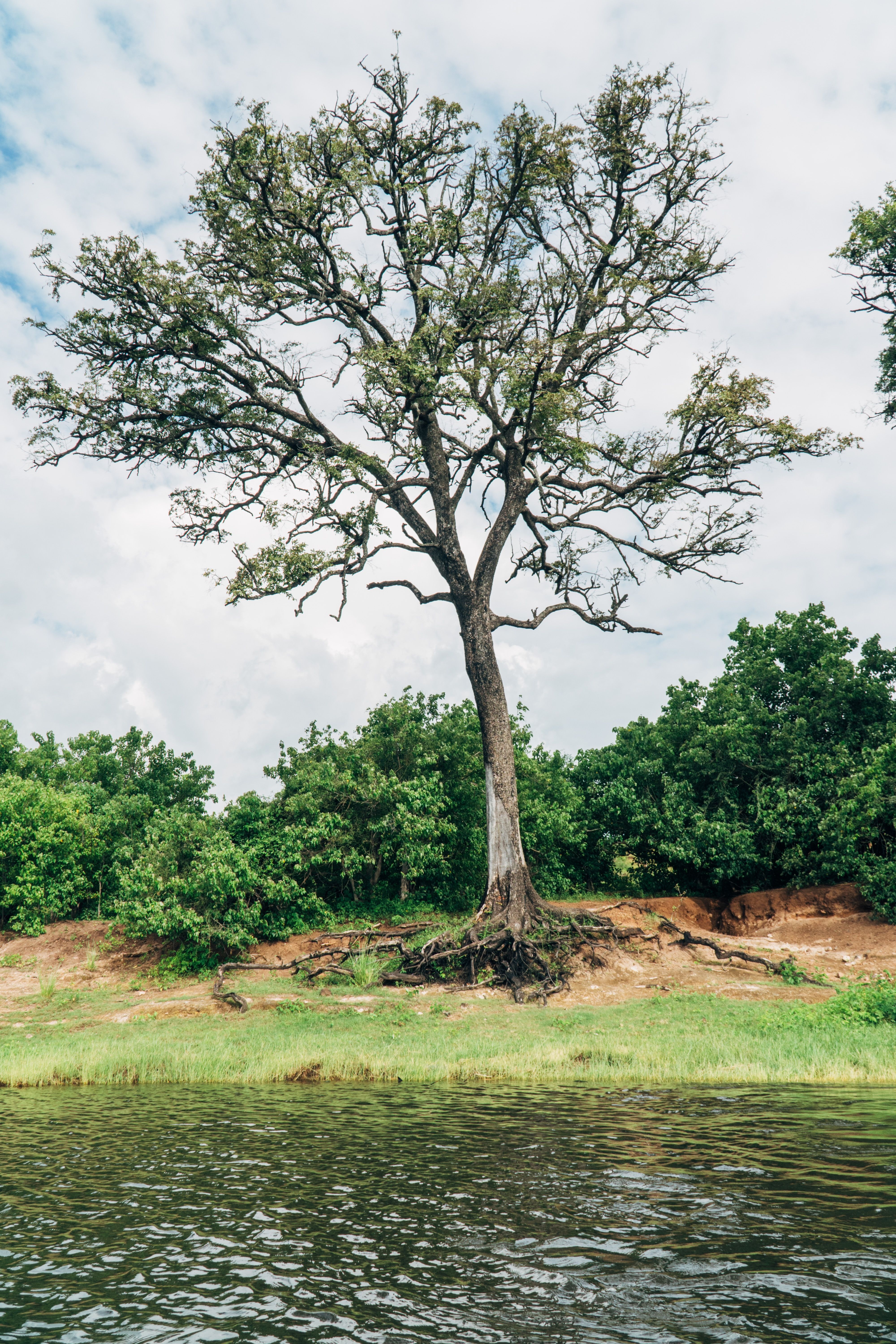 albero sulla riva del fiume chobe