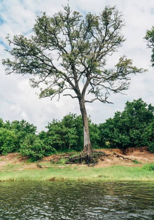 albero sulla riva del fiume chobe