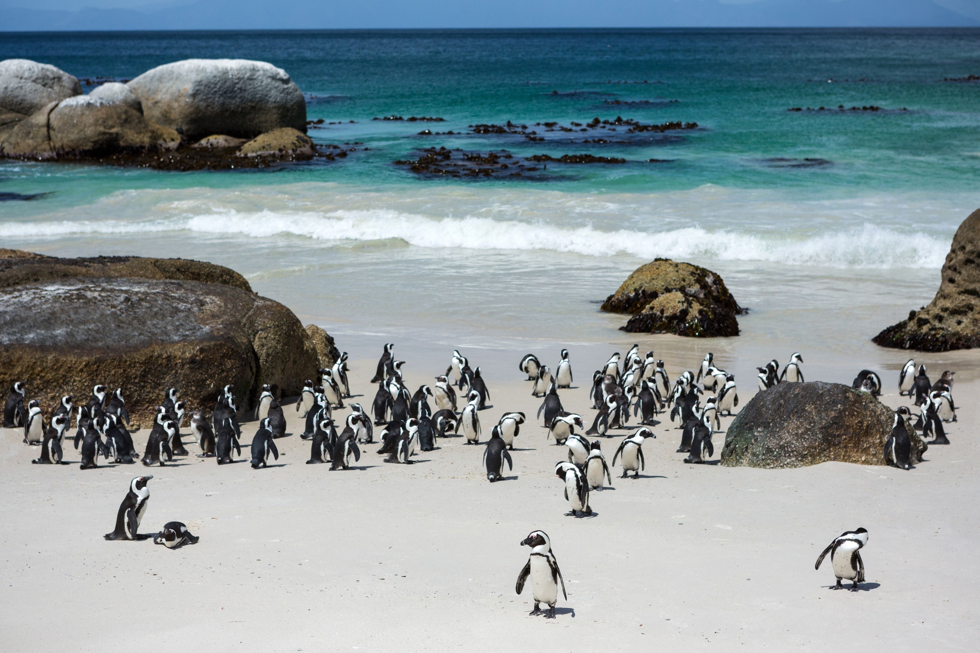 Cape Peninsula