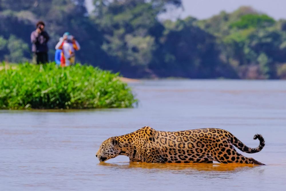 giaguaro in acqua pantanal brasile