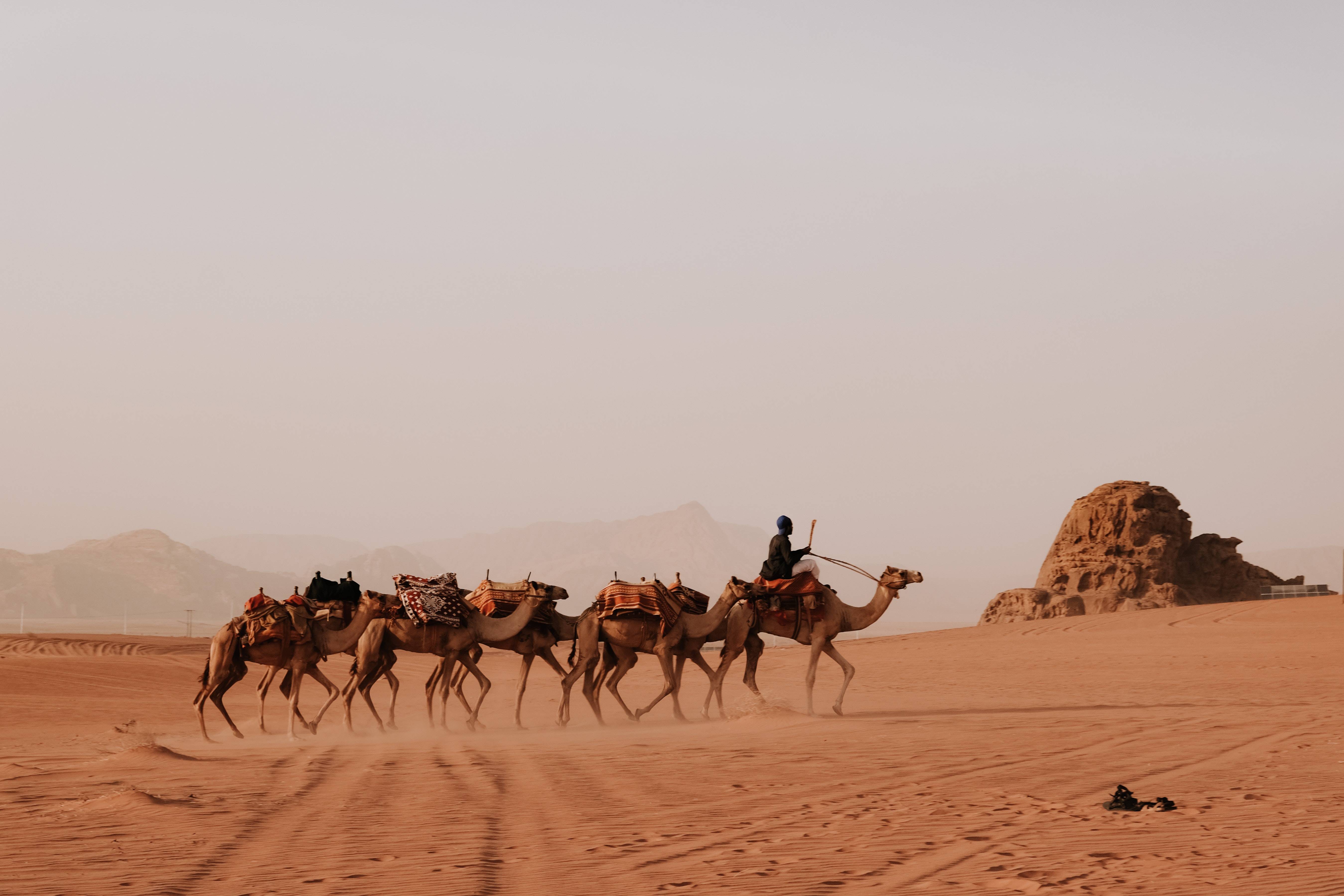 cammelli nel deserto della giordania
