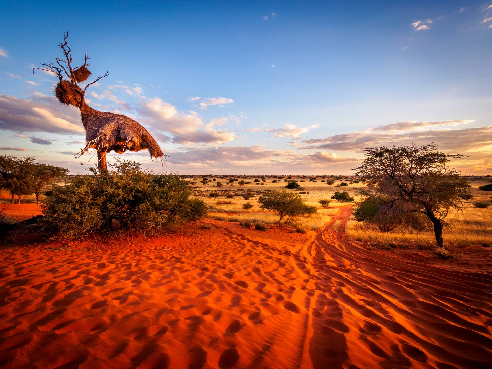 kalahari