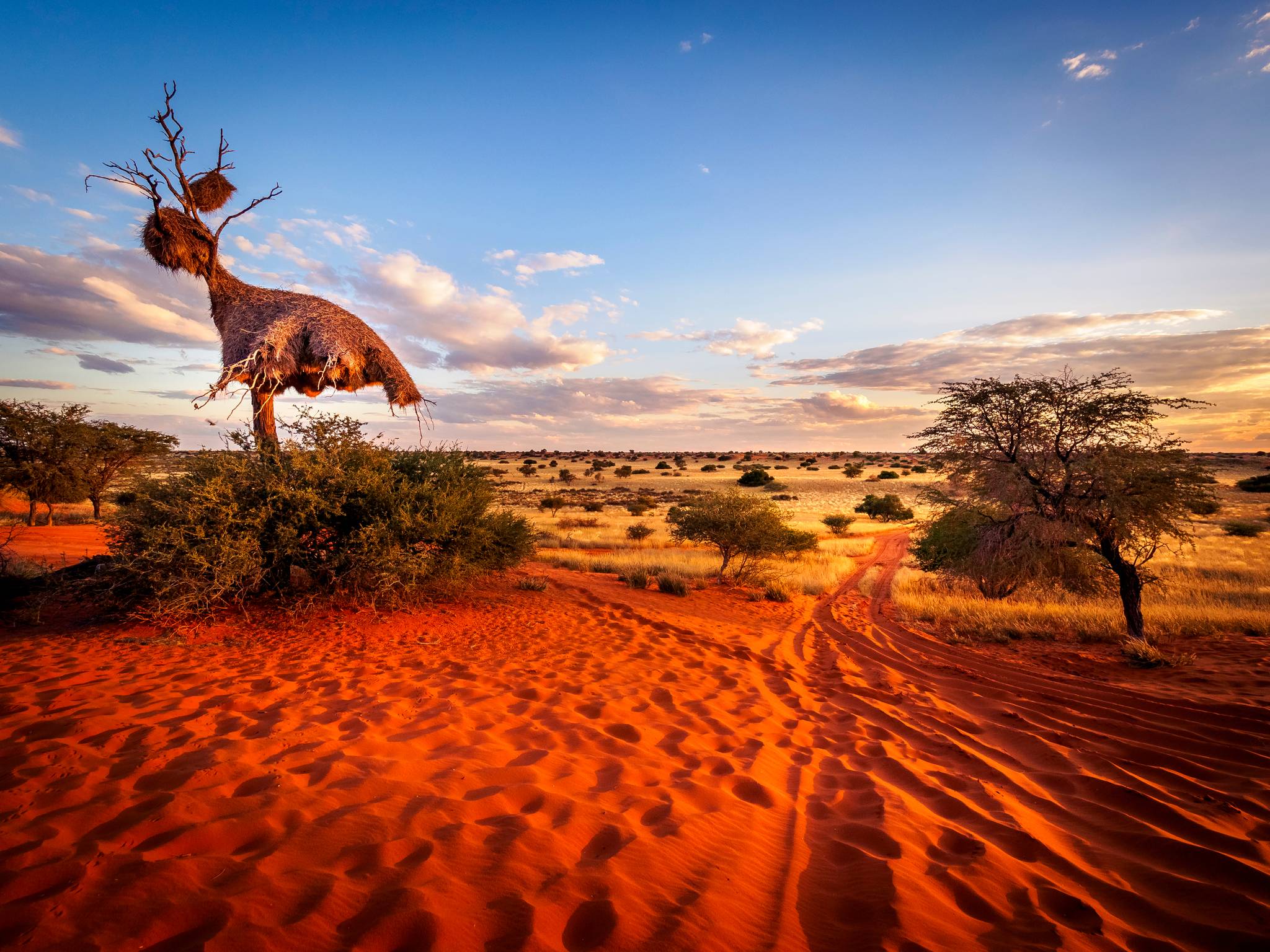 deserto dal kalahari