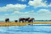 elefanti lungo il fiume chobe