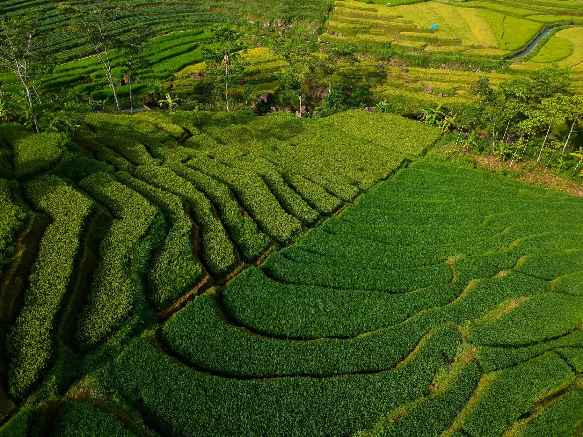 plantation