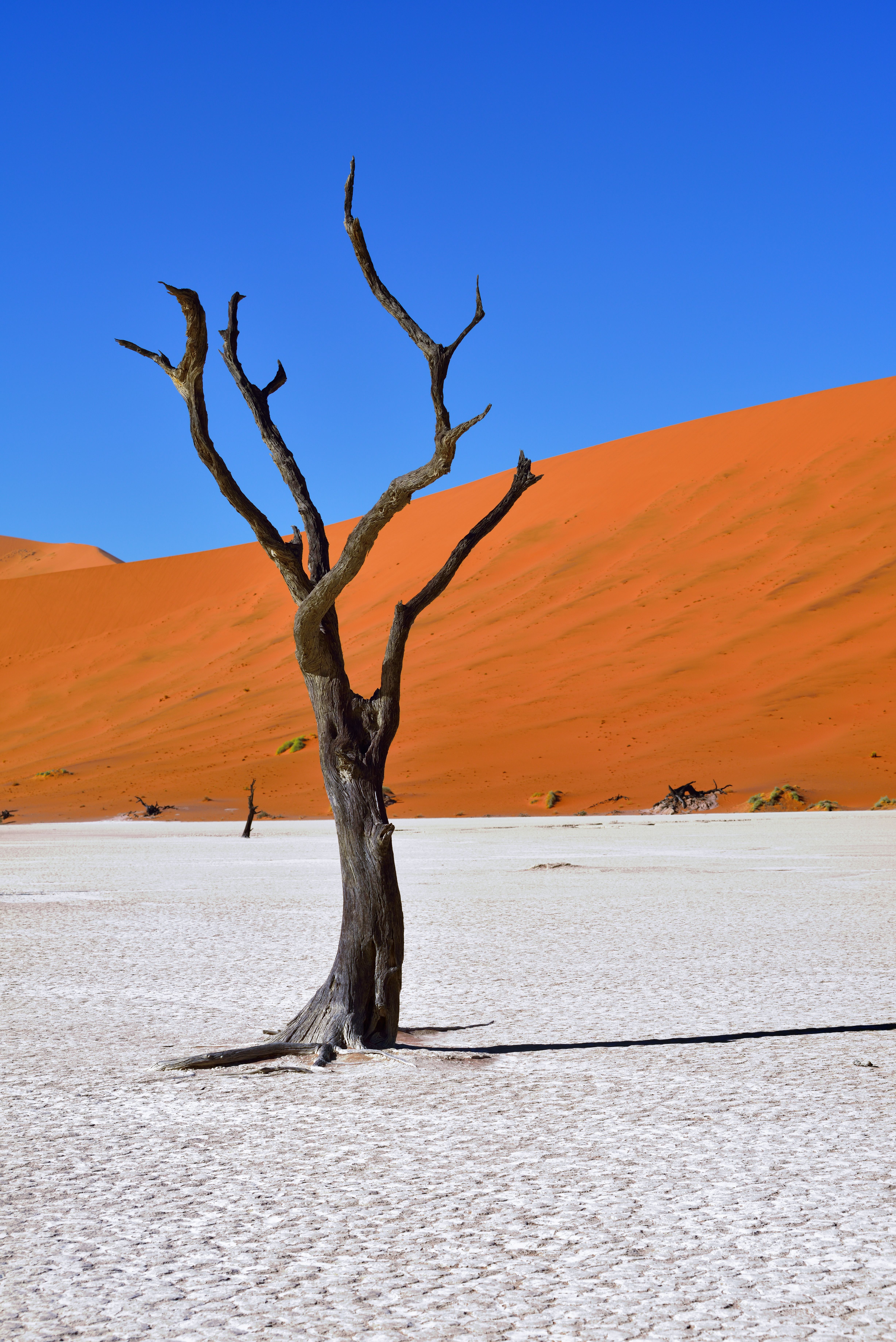 dead vlei