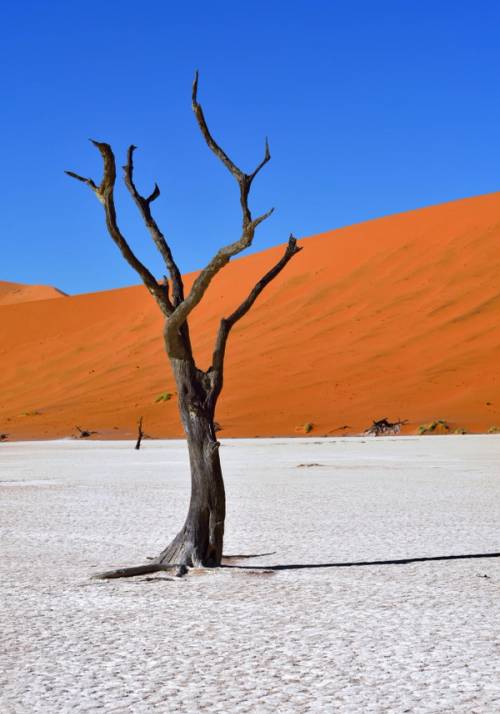 dead vlei