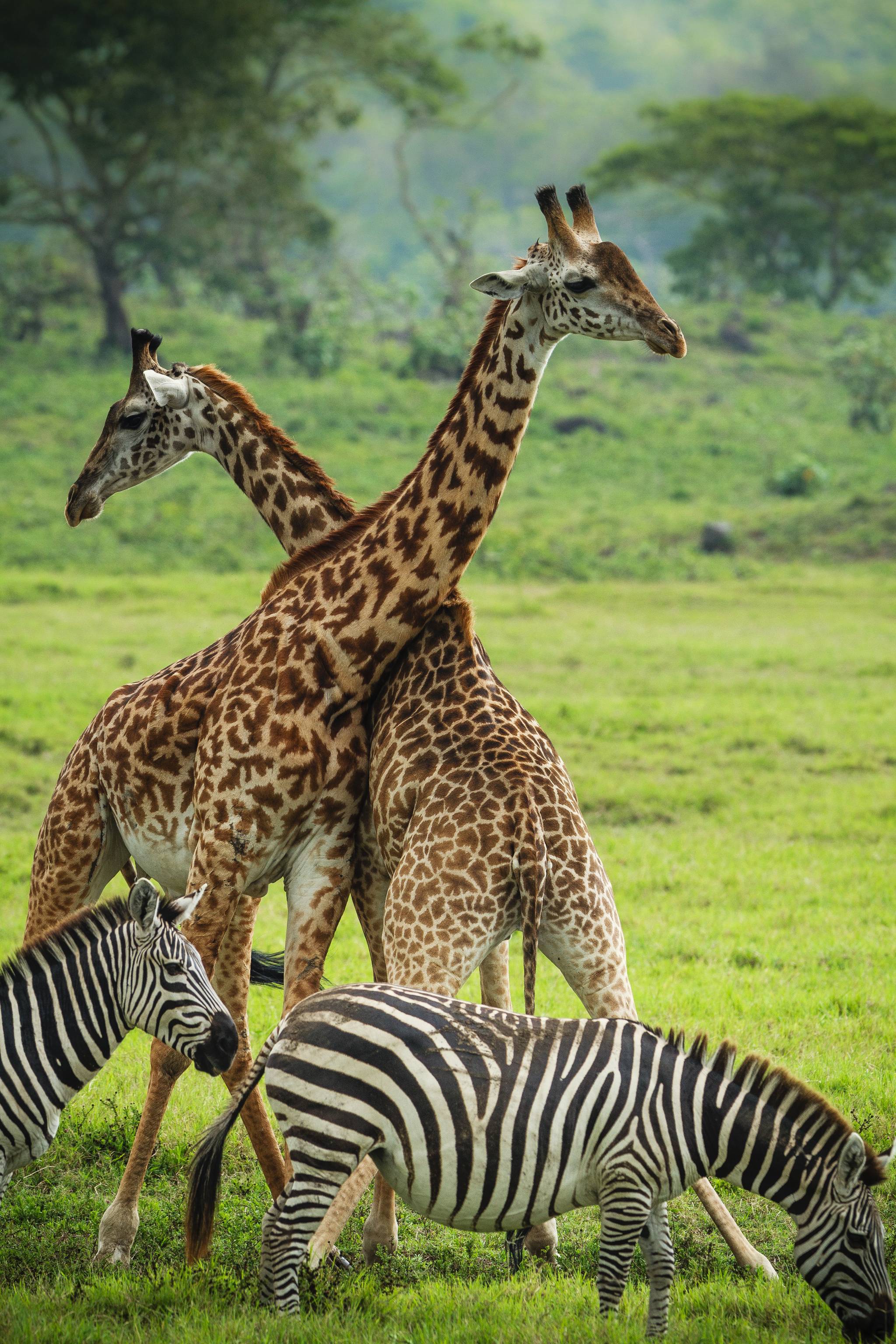 zebre e giraffe tanzania