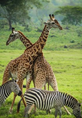 branco di giraffe e zebre