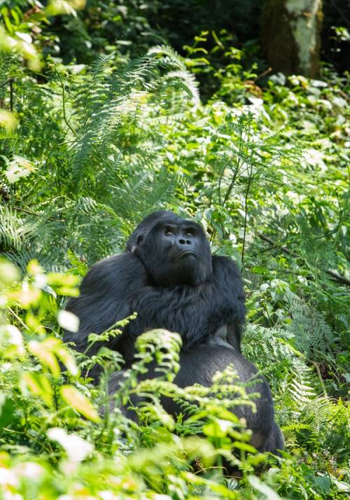 bwindi park